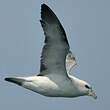 Fulmar boréal