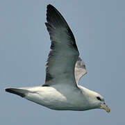 Northern Fulmar