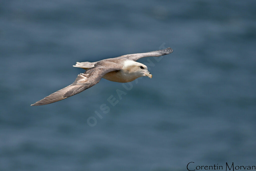 Fulmar boréal