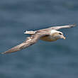 Fulmar boréal