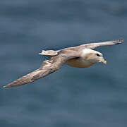 Fulmar boréal