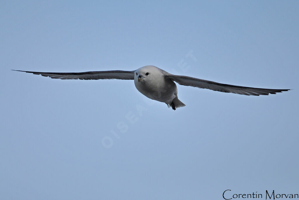 Fulmar boréal