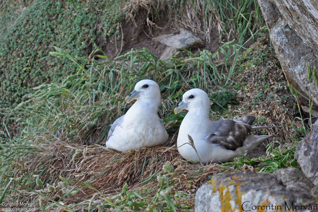 Fulmar boréaladulte nuptial, habitat