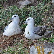 Fulmar boréal