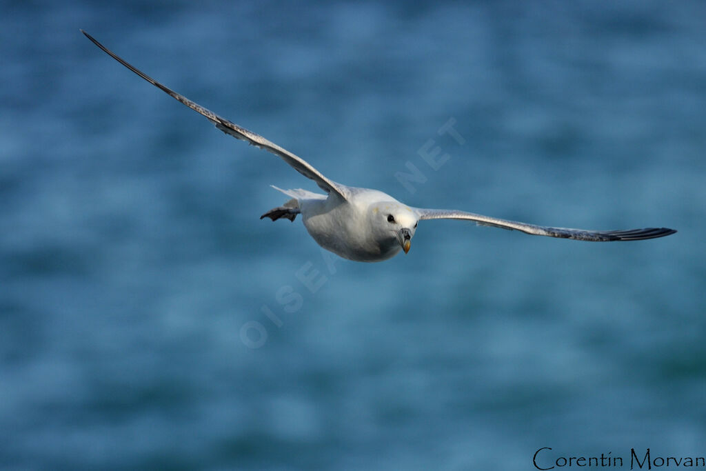 Northern Fulmar