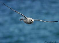 Fulmar boréal