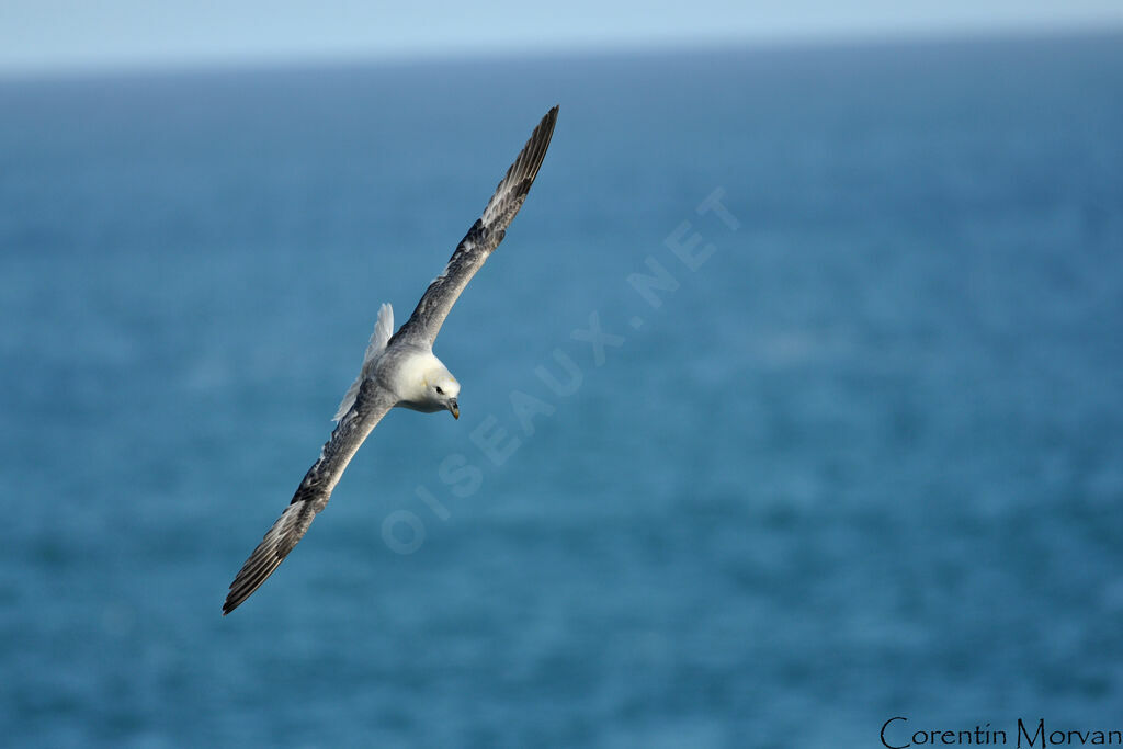 Fulmar boréal