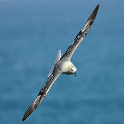 Northern Fulmar