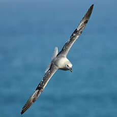 Fulmar boréal