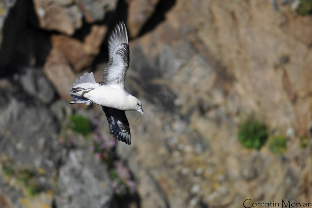 Fulmar boréal