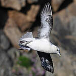 Fulmar boréal