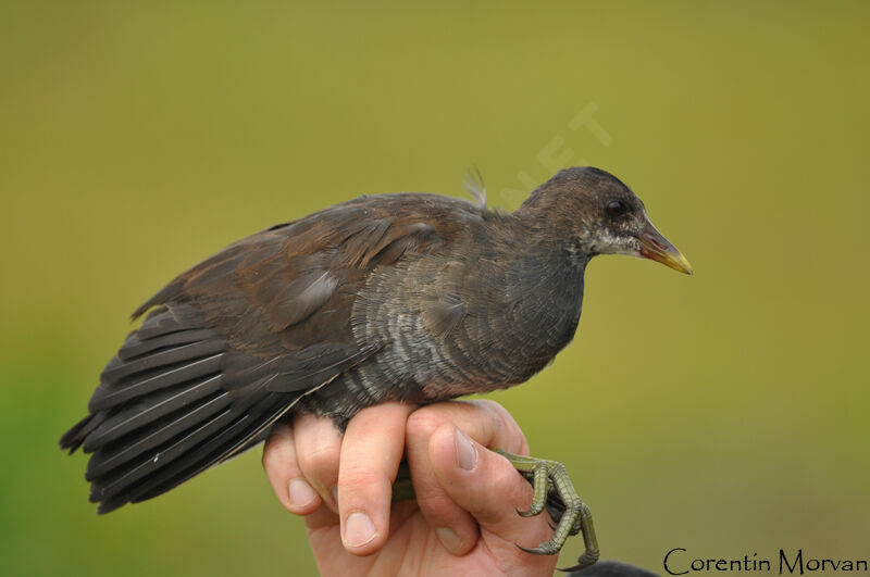 Gallinule poule-d'eau