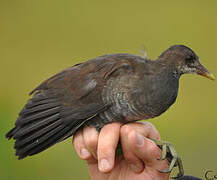 Common Moorhen