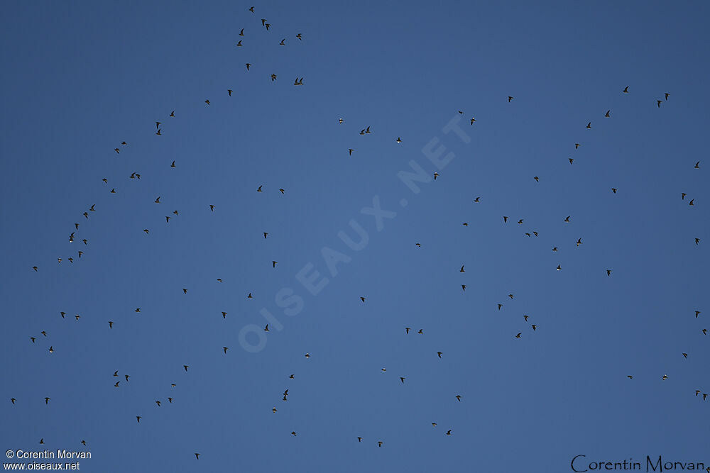 Pin-tailed Sandgrouse