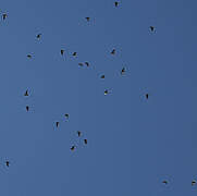 Pin-tailed Sandgrouse