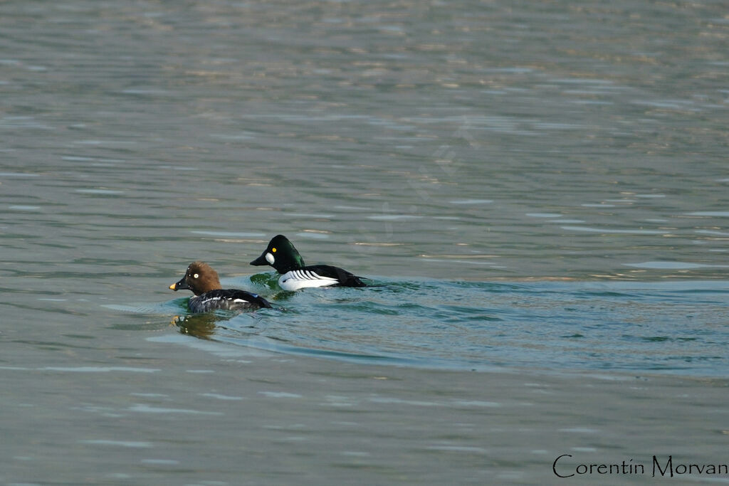 Common Goldeneye 