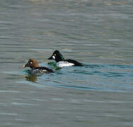 Common Goldeneye