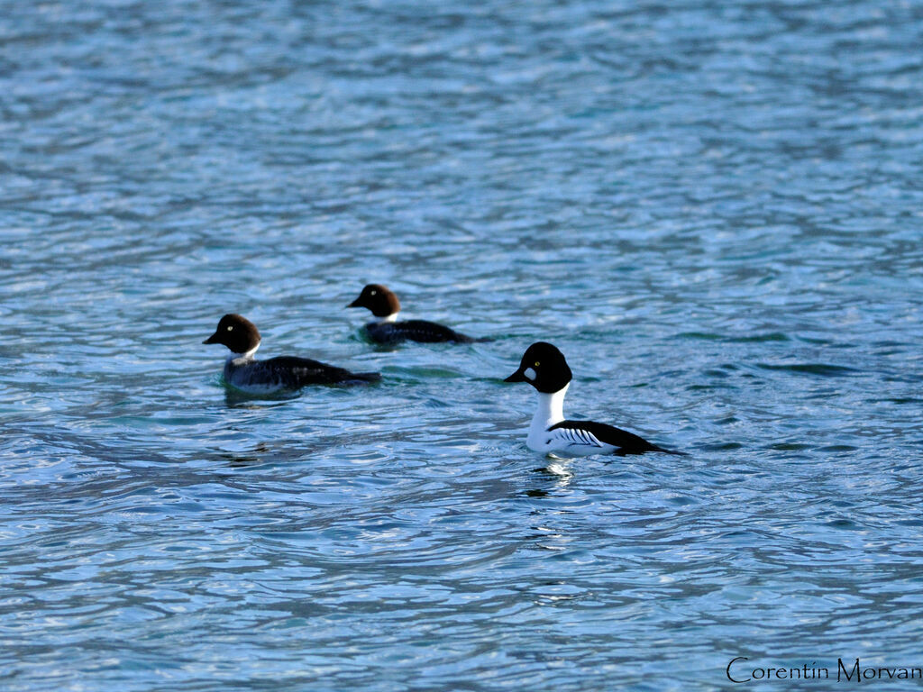 Common Goldeneye 