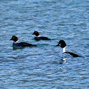 Common Goldeneye