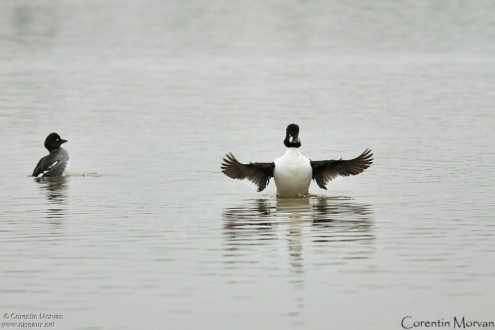 Common Goldeneye