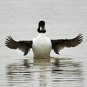 Common Goldeneye