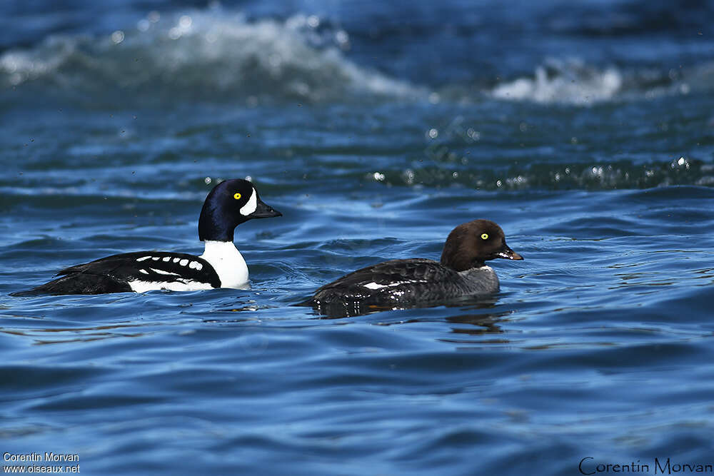 Barrow's Goldeneyeadult breeding, habitat, pigmentation