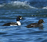 Barrow's Goldeneye