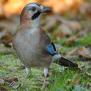 Eurasian Jay