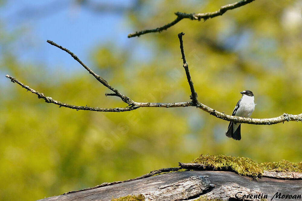 Collared Flycatcher