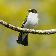 Collared Flycatcher