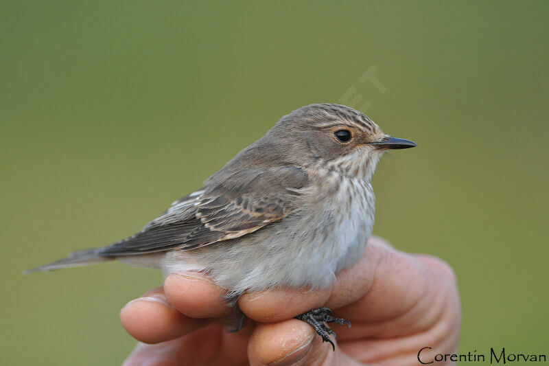 Spotted Flycatcher