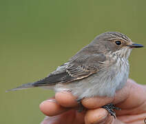 Spotted Flycatcher