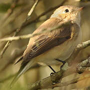 Red-breasted Flycatcher