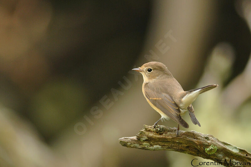 Red-breasted Flycatcher