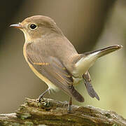 Red-breasted Flycatcher