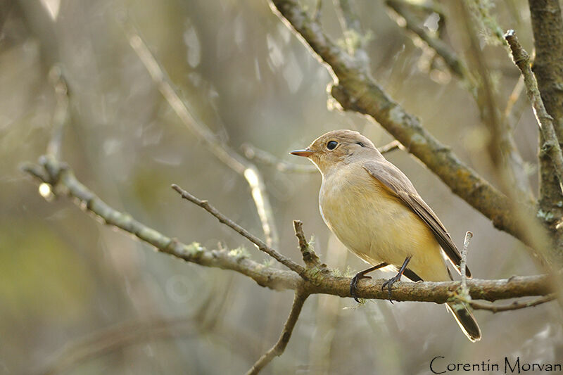 Red-breasted Flycatcher