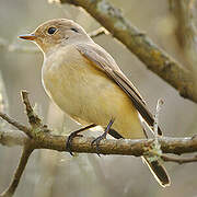 Red-breasted Flycatcher