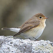 Red-breasted Flycatcher