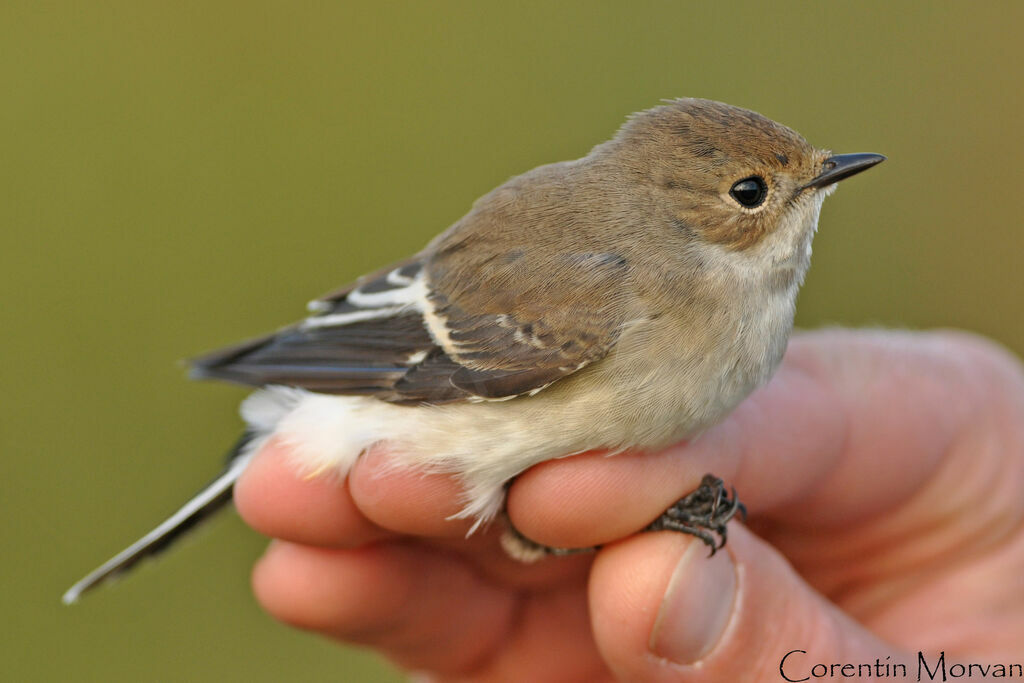 European Pied Flycatcher