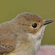 European Pied Flycatcher