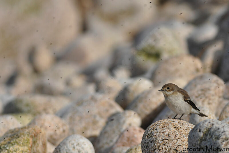 European Pied Flycatcher