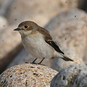 European Pied Flycatcher