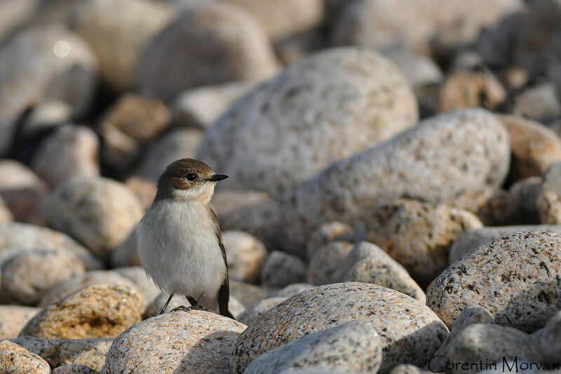 European Pied Flycatcher