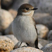 European Pied Flycatcher