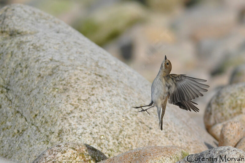 European Pied Flycatcher