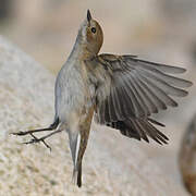 European Pied Flycatcher