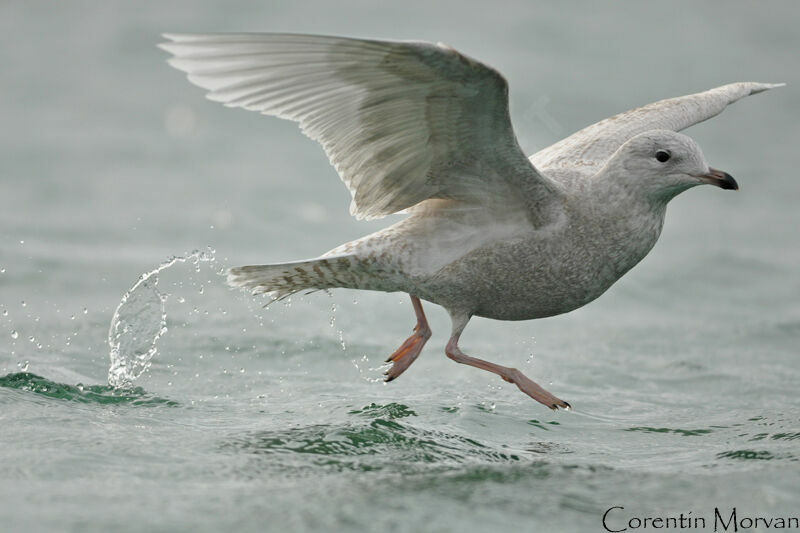 Goéland à ailes blanches1ère année