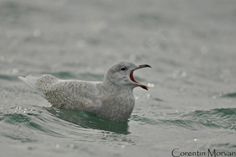 Iceland Gull