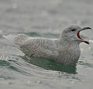 Iceland Gull