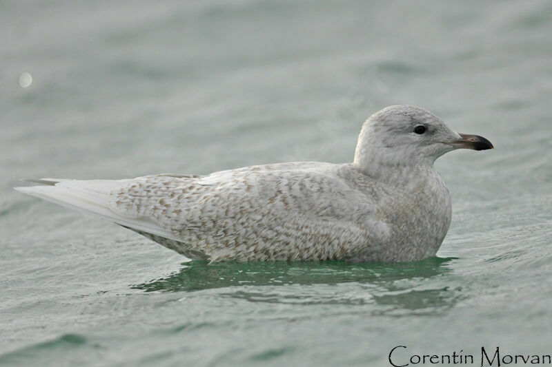 Iceland Gull